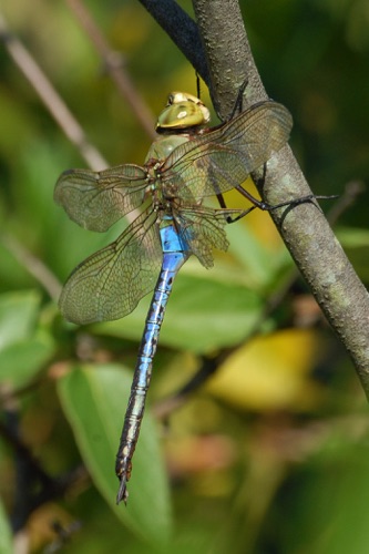 Female, blue form
13 Oct 2007  Floyd